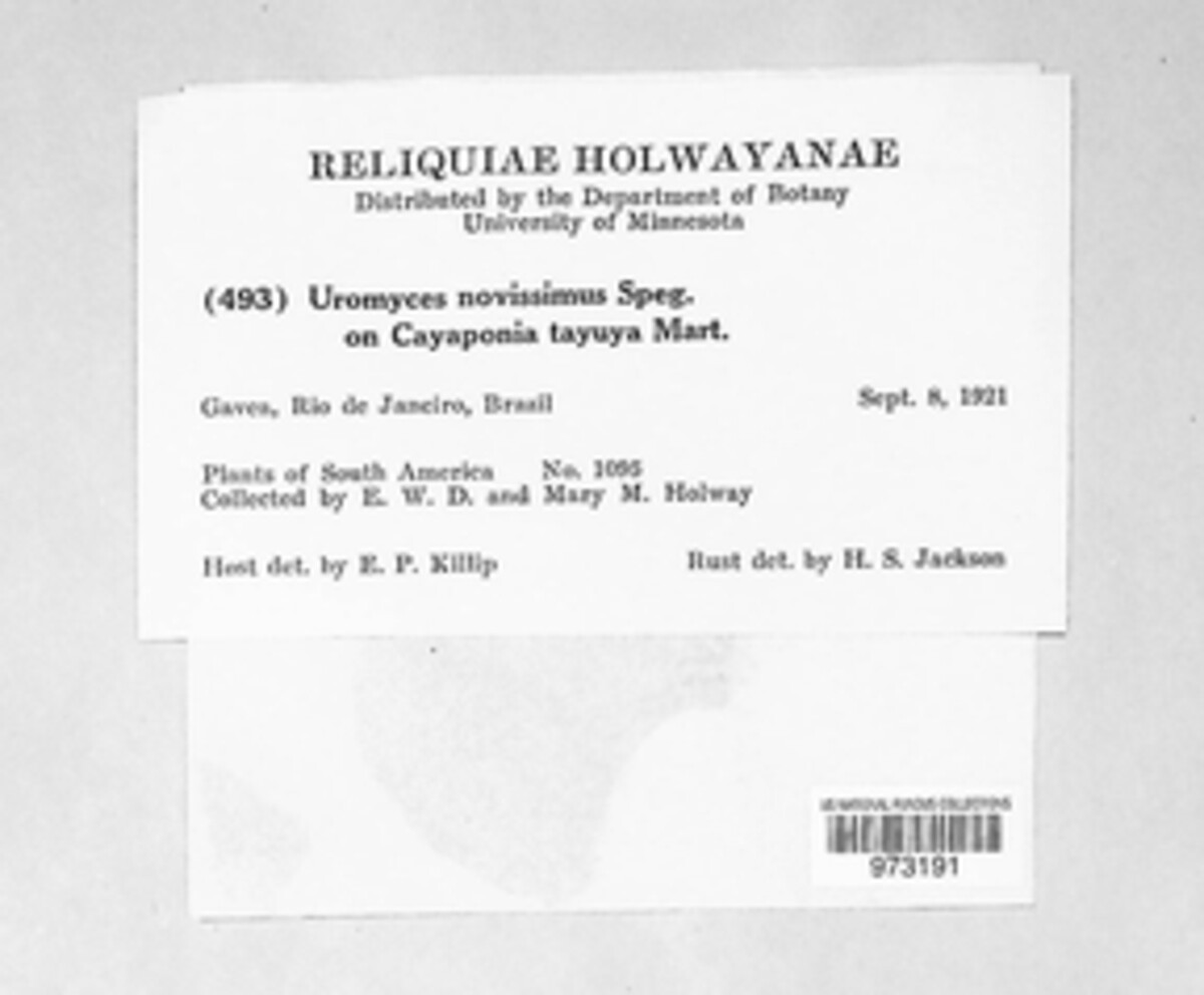 Uromyces novissimus image